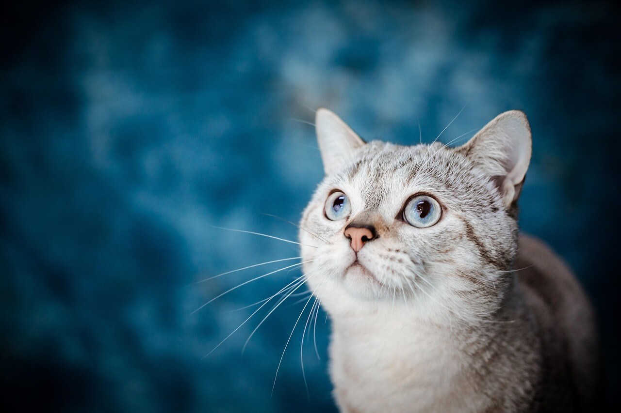 furry friends